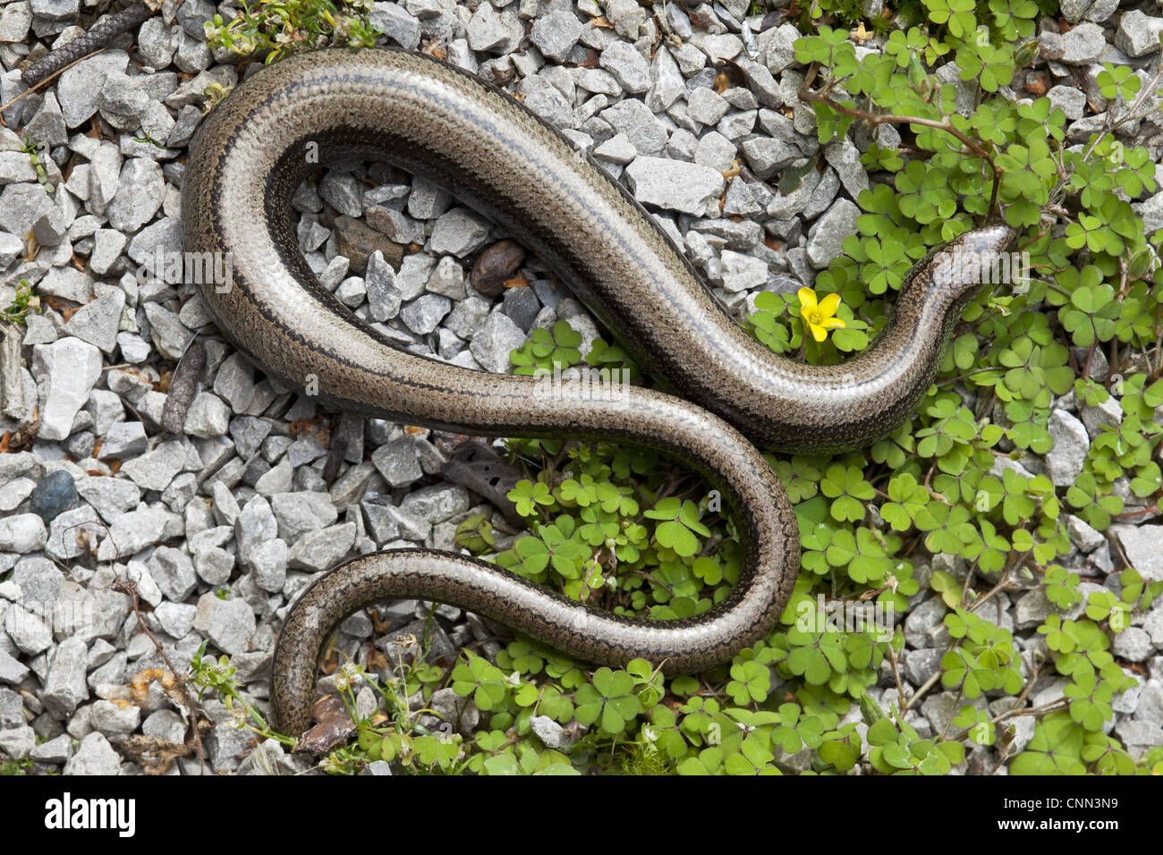 Slowworm (Anguis fragilis) adult female, pregnant with partially re