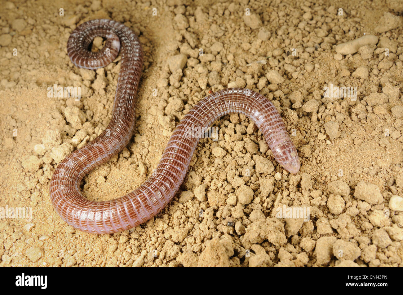 iberian-worm-lizard-blanus-cinereus-adult-on-soil-spain-september