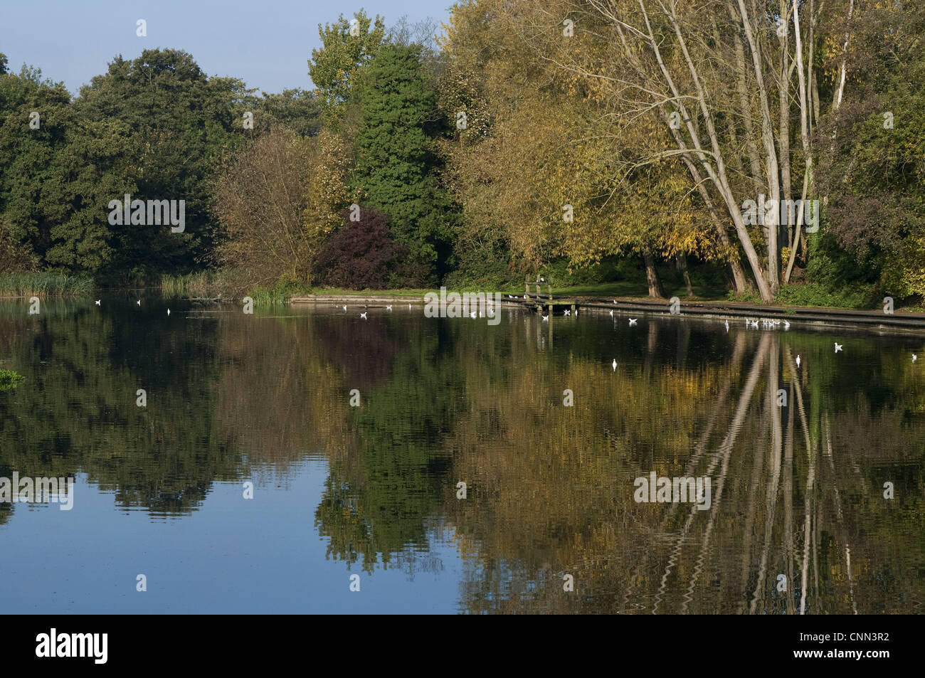 Wensum Park Hi res Stock Photography And Images Alamy wensum-park-hi-res-stock-photography-and-images-alamy