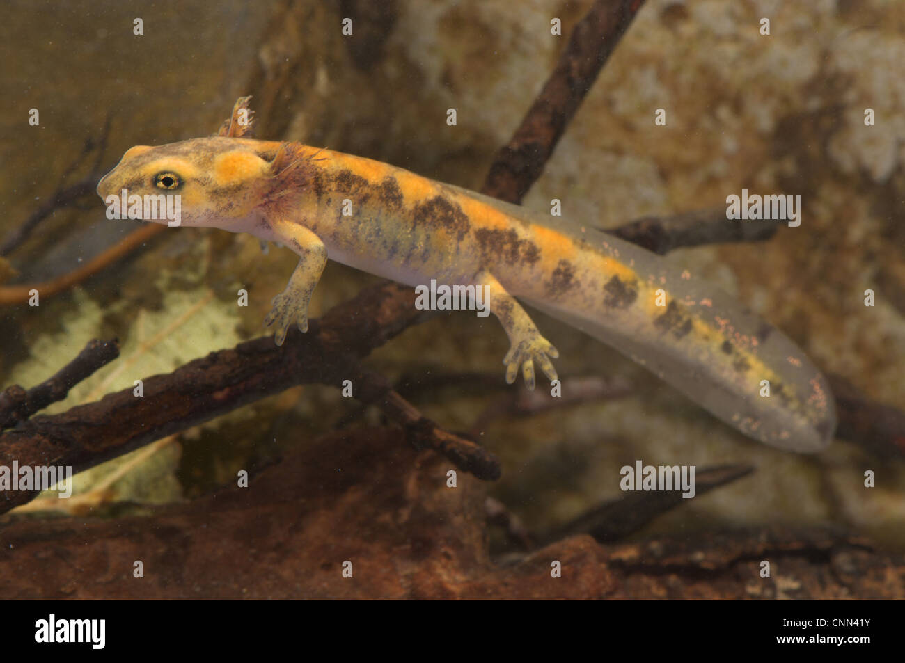 Fire Salamander (Salamandra salamandra) larva, near metamorphosis, swimming, Italy Stock Photo