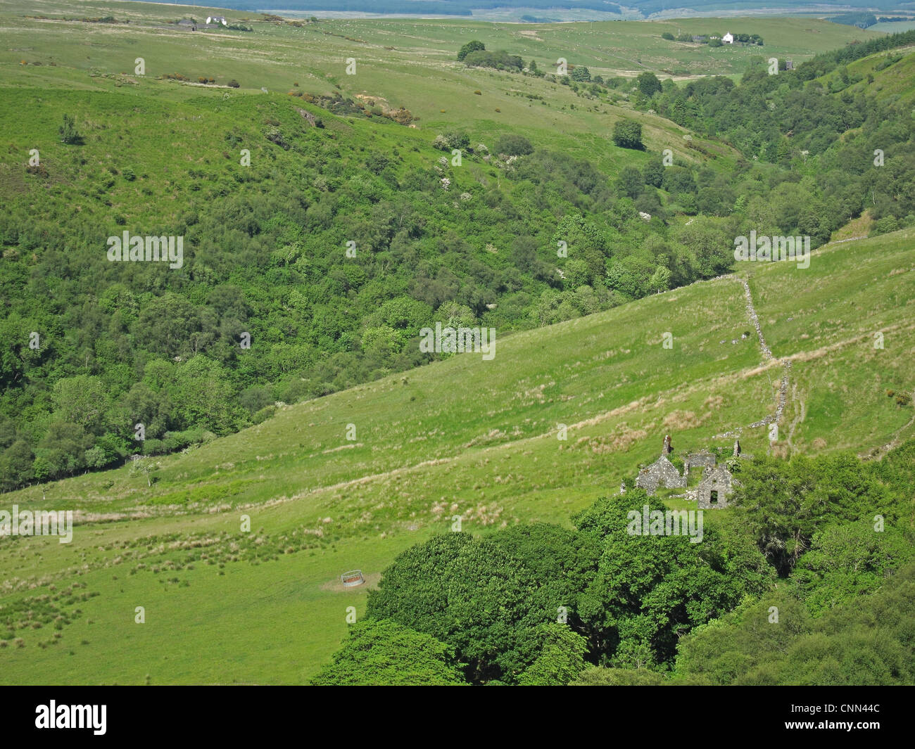 View of ruined buildings and wooded valley, Balkissock, South Ayrshire, Scotland, june Stock Photo