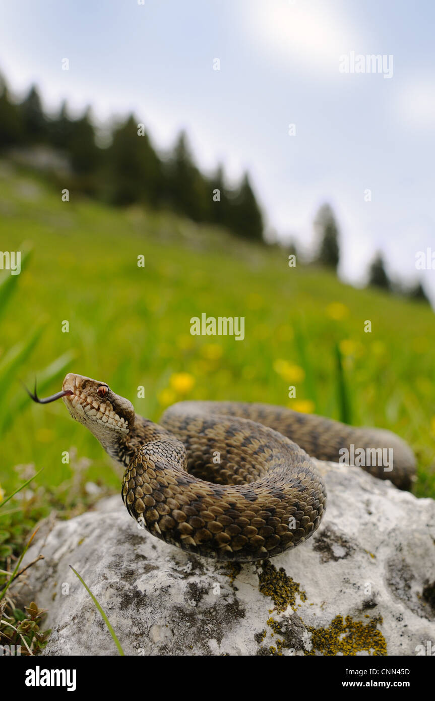 European Adder (Vipera berus) adult female, flicking tongue, on rock in mountain habitat, Italian Alps, Italy, may Stock Photo
