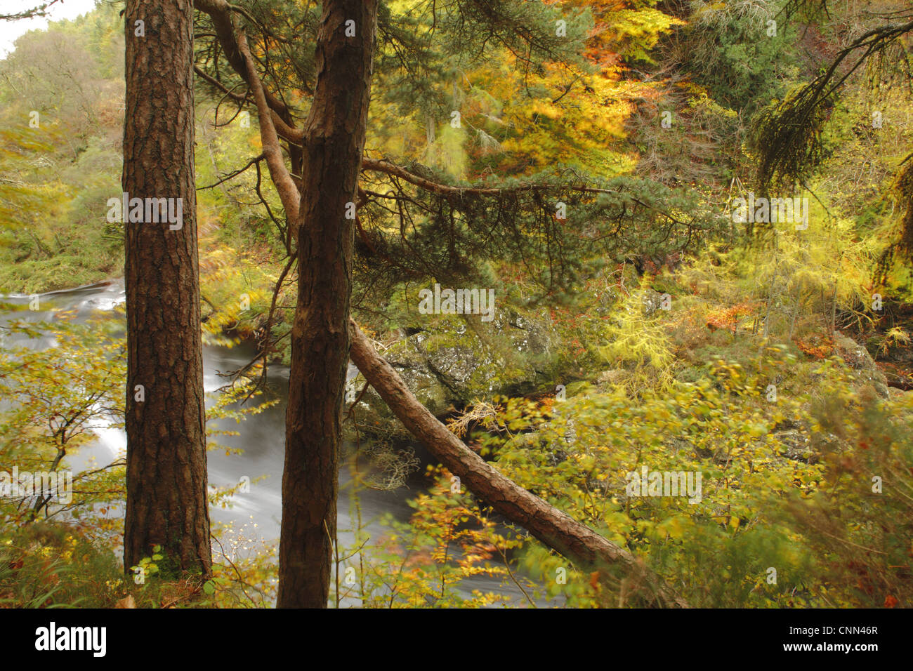 Mixed woodland habitat in river gorge, Rocks of Solitude, River North Esk, near Edzell, Angus, Scotland, october Stock Photo