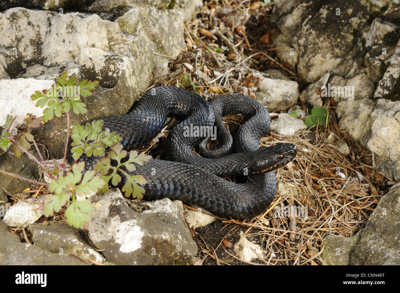 European Adder (Vipera berus) melanic adult, coiled amongst rocks, Italian Alps, Italy, october Stock Photo