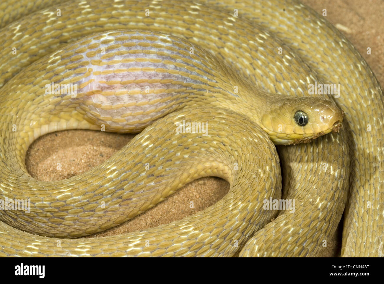 Common Egg-eater Snake (Dasypeltis scabra) adult, feeding, after having swallowed egg, Sindou, Leraba Province, Burkina Faso Stock Photo
