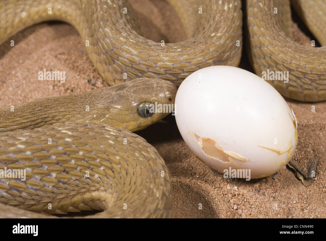 Common Egg-eater Snake (Dasypeltis scabra) adult, close-up of head, feeding on egg, Sindou, Leraba Province, Burkina Faso Stock Photo