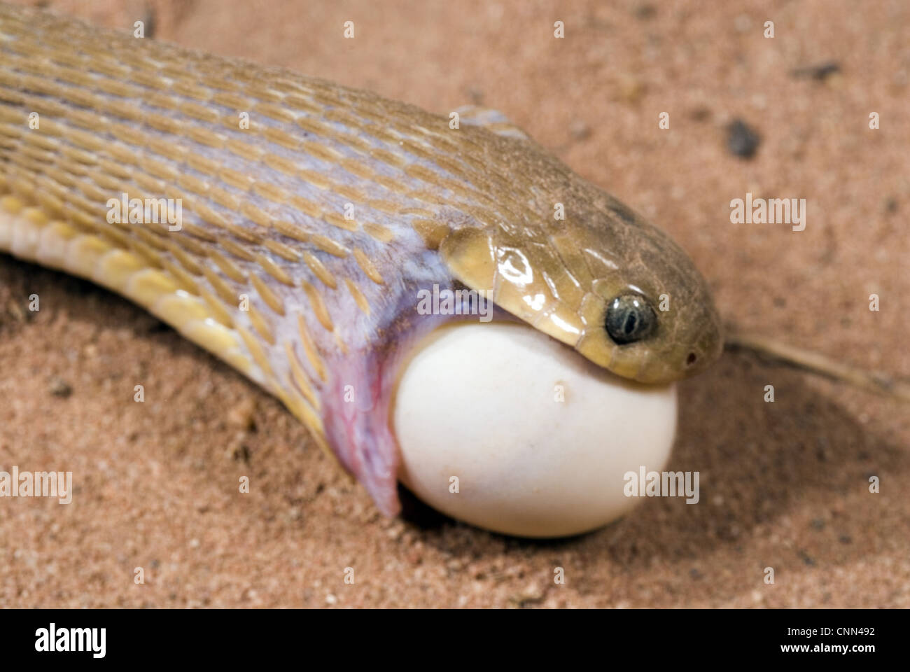 Common Egg-eater Snake (Dasypeltis scabra) adult, close-up of head, feeding on egg, Sindou, Leraba Province, Burkina Faso Stock Photo