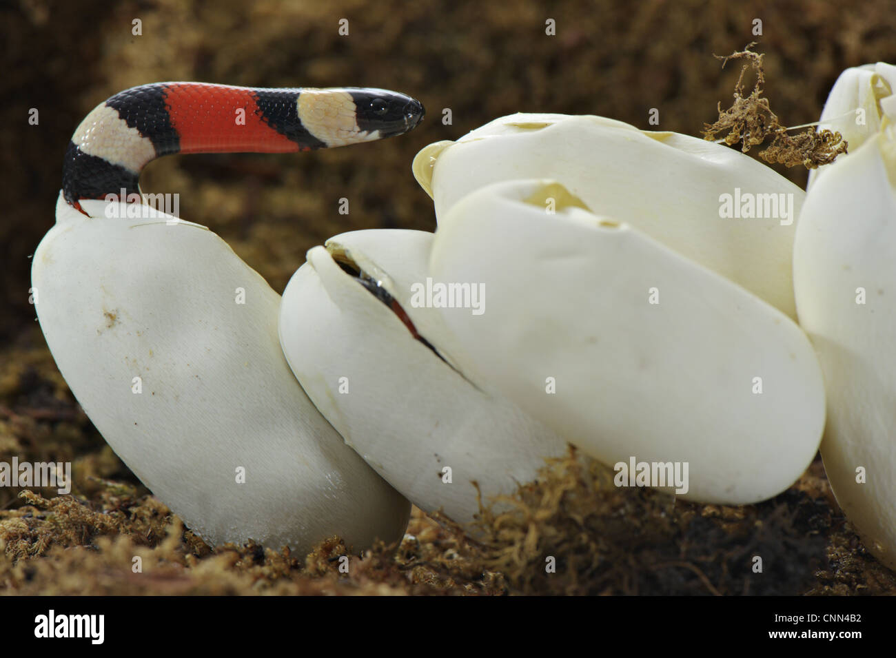 Pueblan Milk Snake (Lampropeltis triangulum campbelli) young, hatching from egg, Mexico Stock Photo