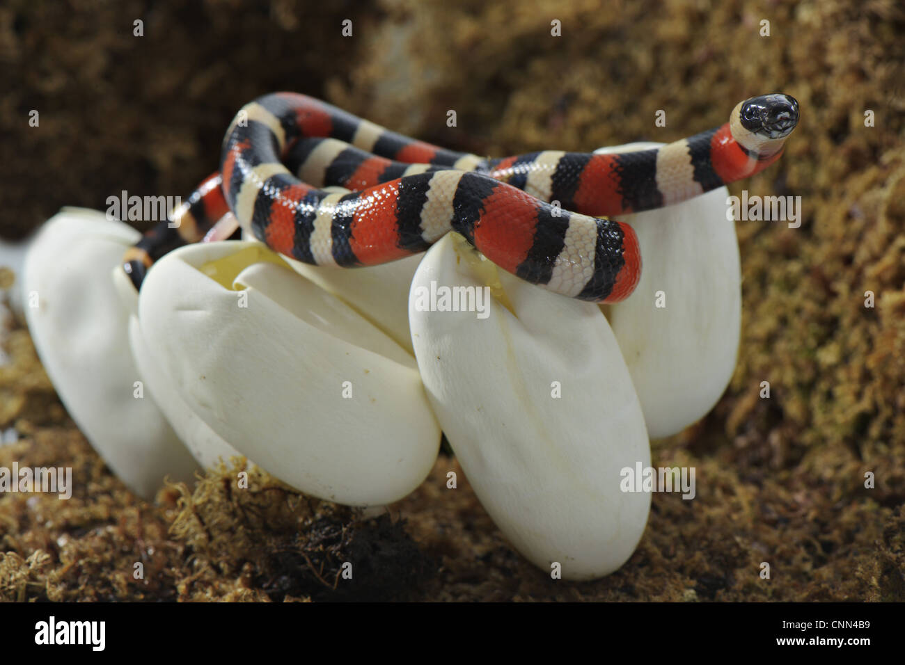 Pueblan Milk Snake (Lampropeltis triangulum campbelli) young, hatching from egg, Mexico Stock Photo