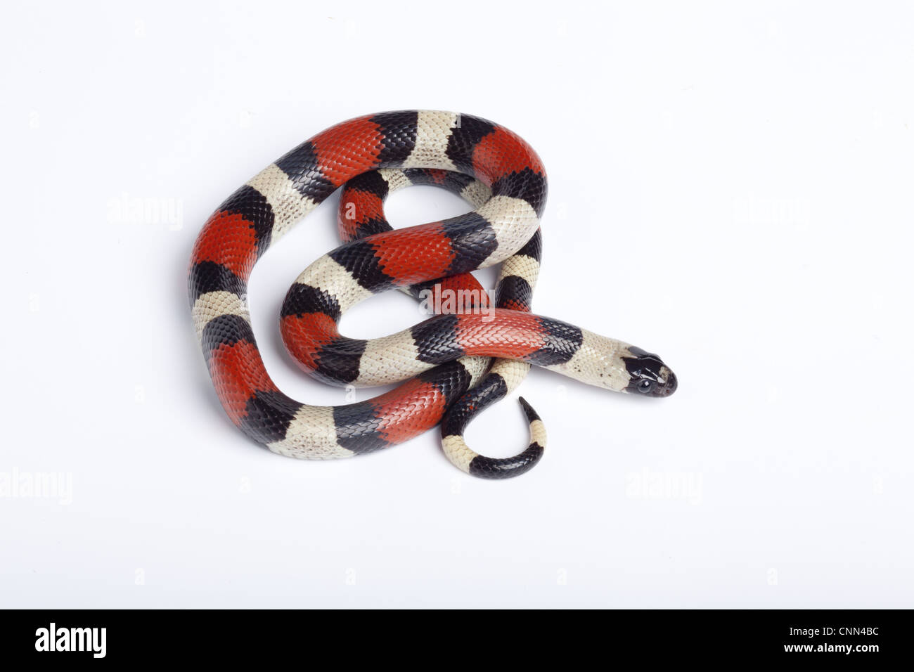Pueblan Milk Snake (Lampropeltis triangulum campbelli) adult Stock Photo
