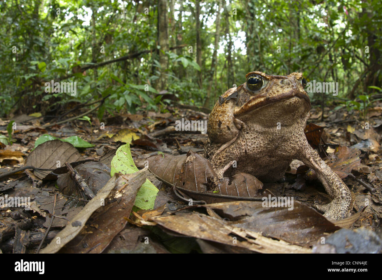 Cane Toad Rhinella marinus adult female sitting leaf litter forest