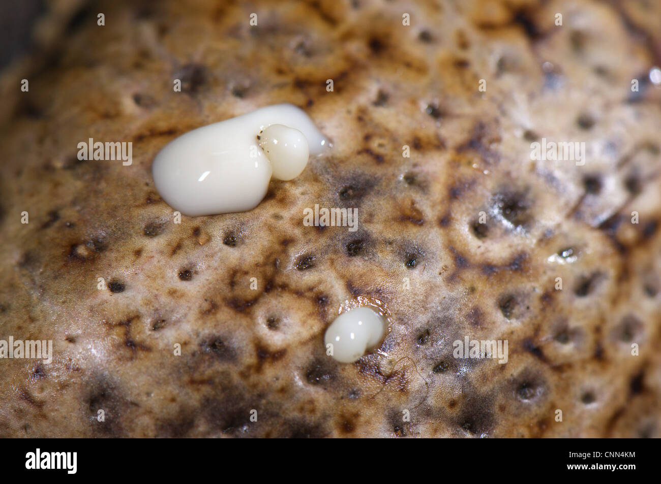 Cane Toad Rhinella marinus adult close-up skin toxic substance emerging parotoid glands Los Amigos Biological Station Madre de Stock Photo