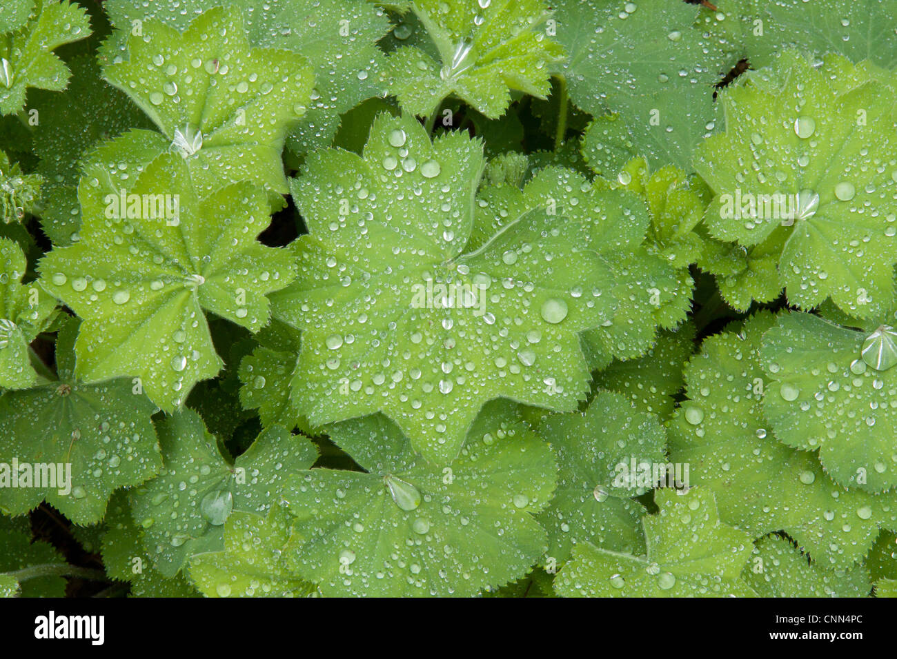Raindrops on lady's mantle (alchemilla mollis) leaves. Stock Photo