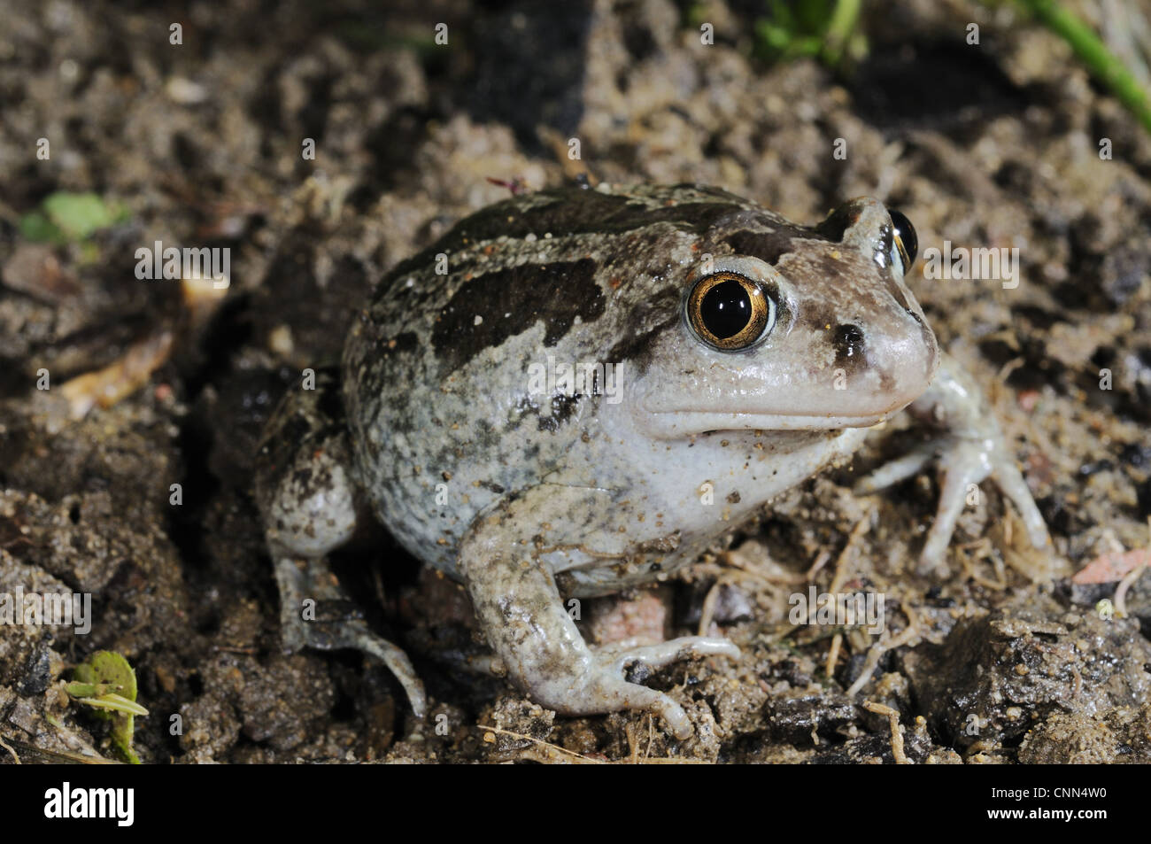 Asian spadefoot hi-res stock photography and images - Alamy