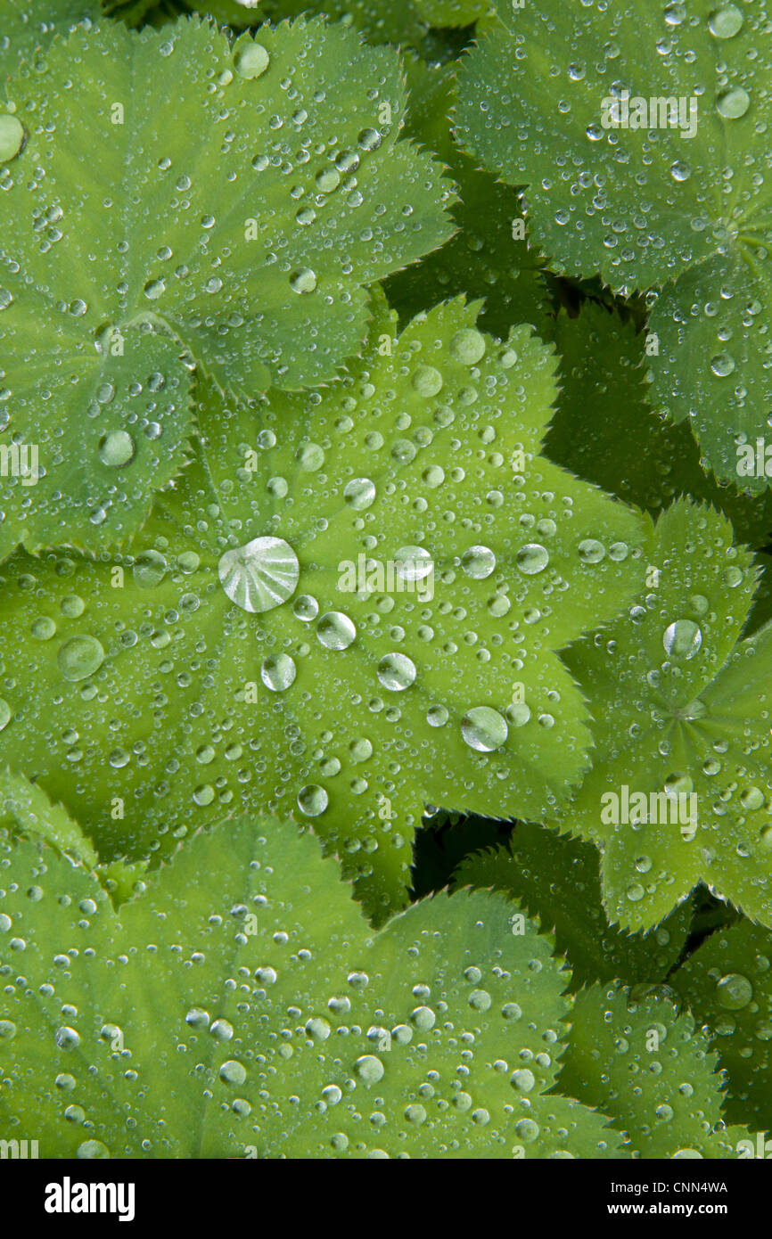 Raindrops on lady's mantle (alchemilla mollis) leaves. Stock Photo