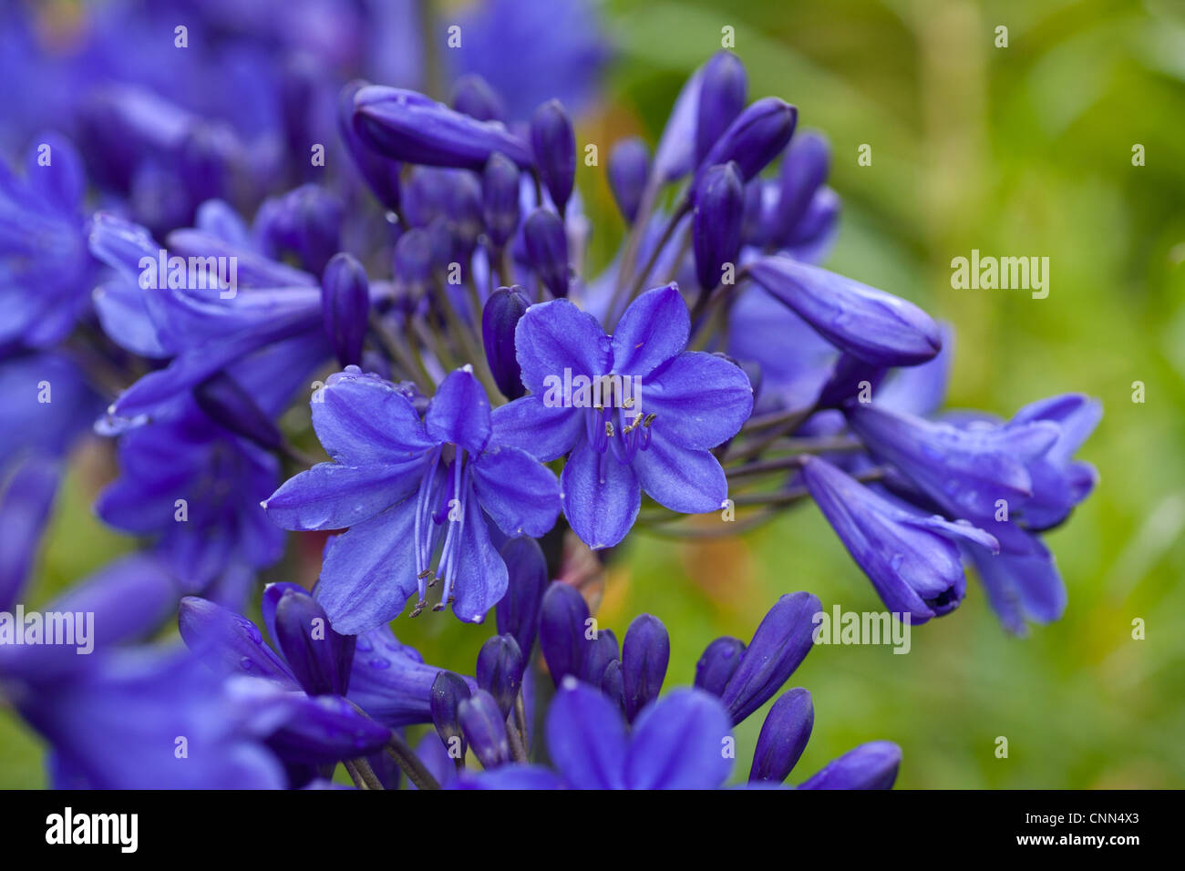 Blue allium (allium caeruleum azureum) common name 'Azure flowered garlic' or 'blue flowered garlic'. Stock Photo