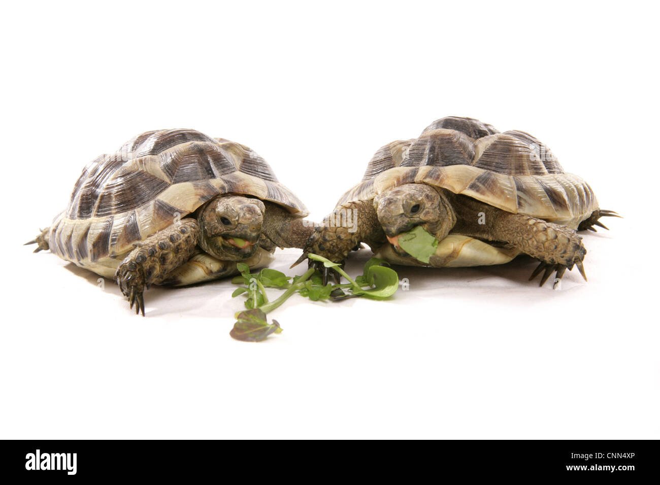 Tortoises eating leaves Cut Out Stock Images & Pictures Alamy