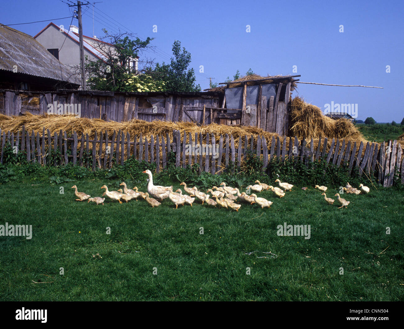 Poland Farm yard geese - Poland Stock Photo