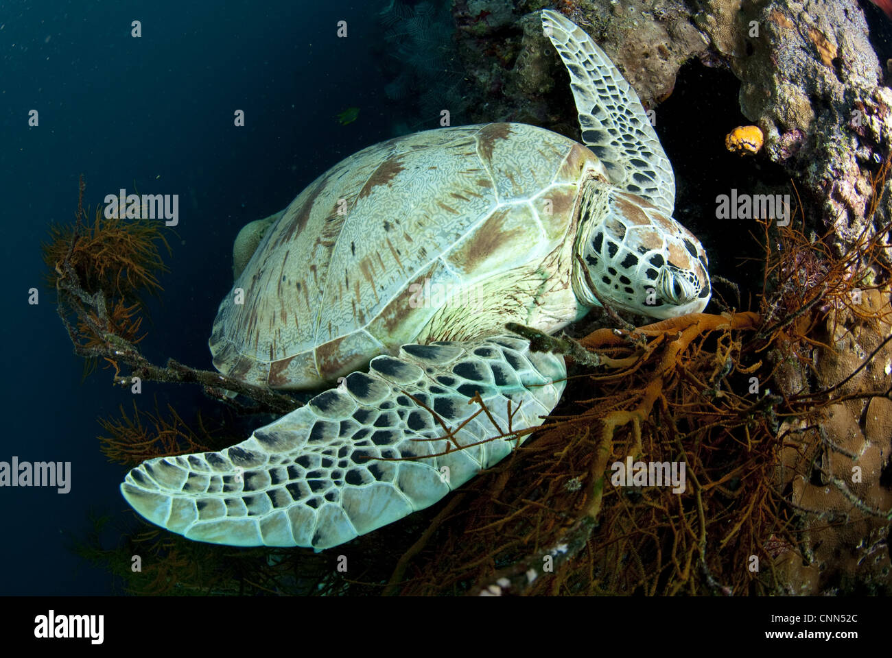 Green Turtle (Chelonia mydas) adult, resting on reef coral, Sipadan Island, Sabah, Borneo, Malaysia Stock Photo