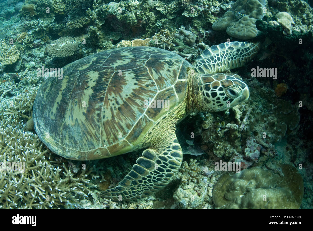 Green Turtle (Chelonia mydas) adult, resting on reef coral, Sipadan Island, Sabah, Borneo, Malaysia Stock Photo