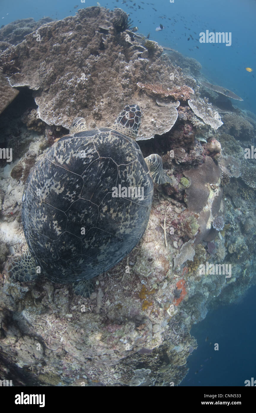 Green Turtle (Chelonia mydas) adult, resting on coral reef, Sipadan Island, Sabah, Borneo, Malaysia Stock Photo