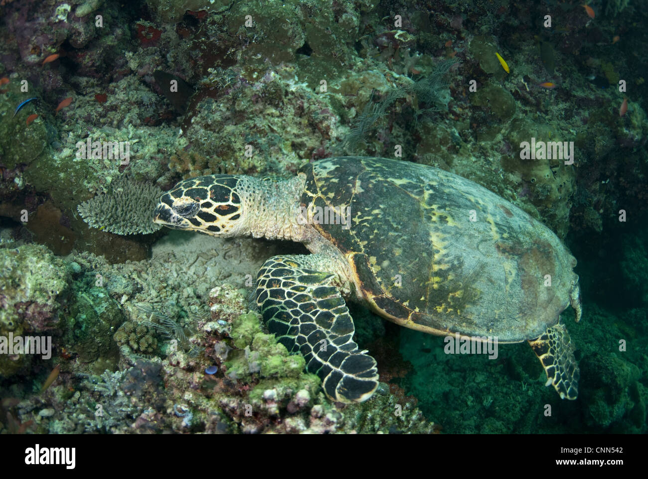 Loggerhead Turtle (Caretta caretta) adult, resting on reef, Sipadan Island, Sabah, Borneo, Malaysia Stock Photo