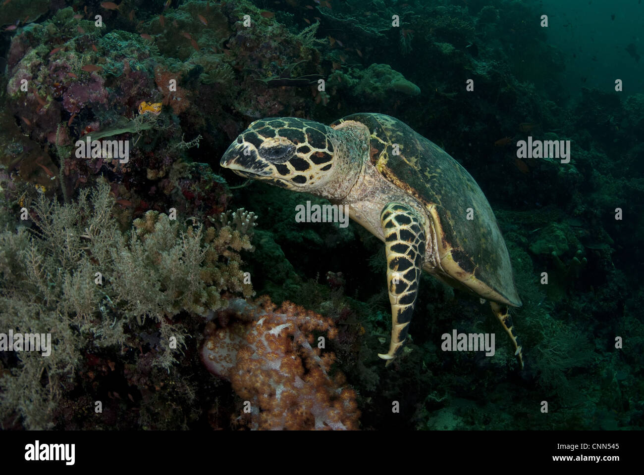 Loggerhead Turtle (Caretta caretta) adult, swimming over reef, Sipadan Island, Sabah, Borneo, Malaysia Stock Photo