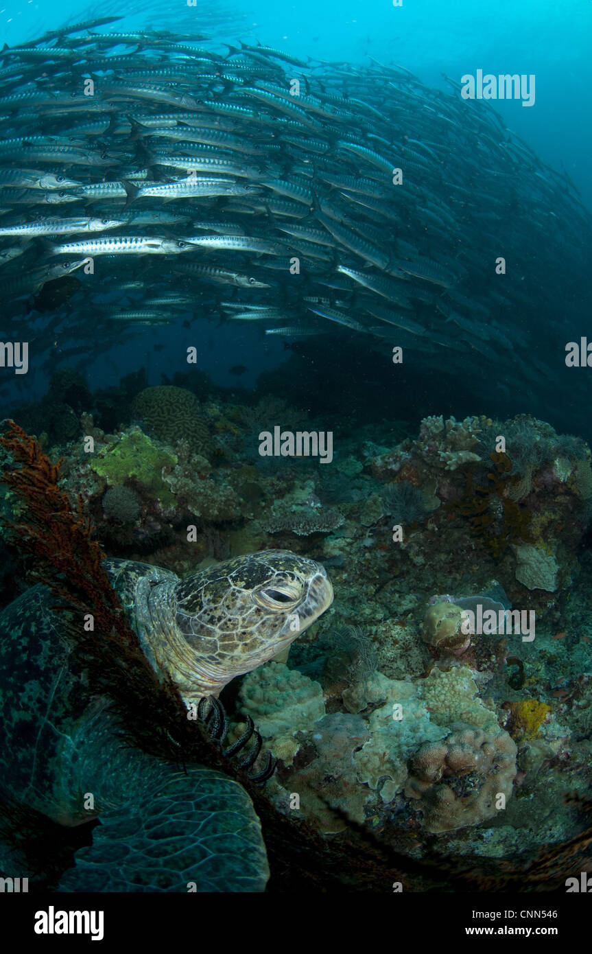 Loggerhead Turtle Caretta caretta adult resting beside red coral reef Blackfin Barracuda Sphyraena qenie shoal background Stock Photo