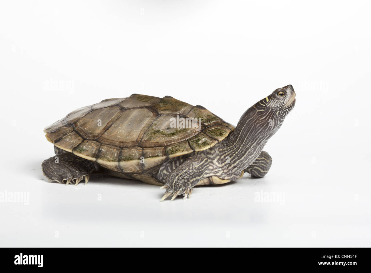 Common Map Turtle (Graptemys geographica) adult Stock Photo Alamy