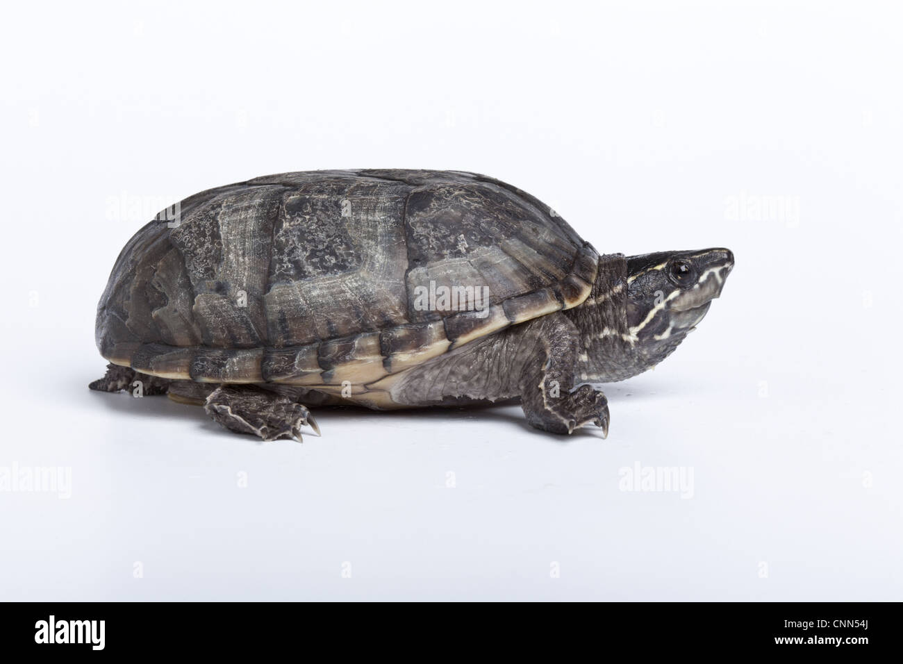 Common Musk Turtle (Sternotherus odoratus) adult Stock Photo Alamy