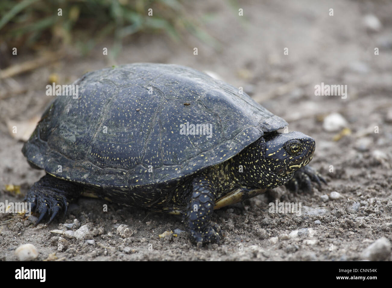 European Pond Terrapin (Emys orbicularis) adult, standing on soil ...