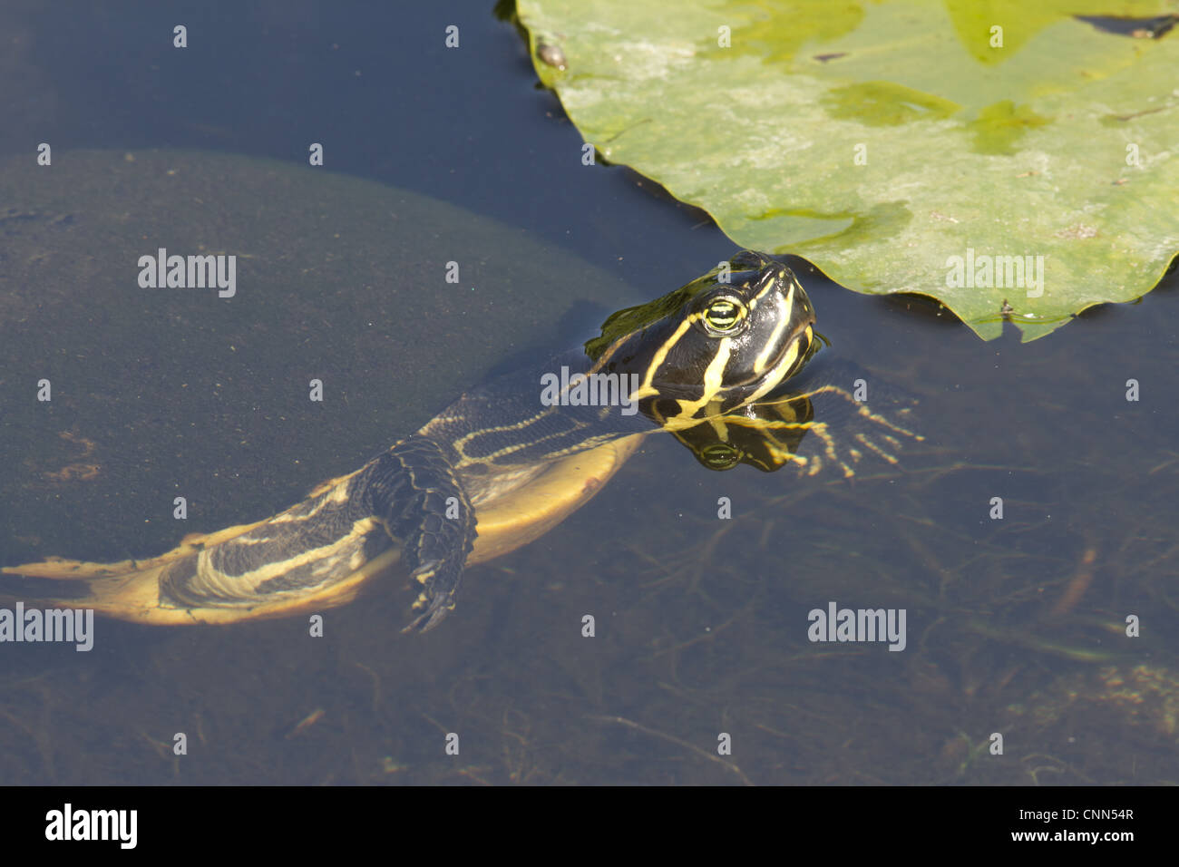 Florida Red-bellied Turtle (Pseudemys nelsoni) adult, at surface of water, Shark Valley, Everglades N.P., Florida, U.S.A. Stock Photo