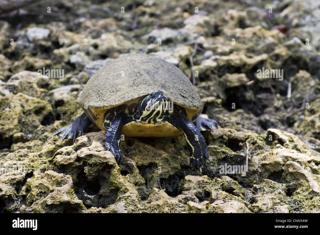 Florida Red-bellied Turtle (Pseudemys nelsoni) adult, resting on rock, Big Cypress Swamp, Florida, U.S.A. Stock Photo