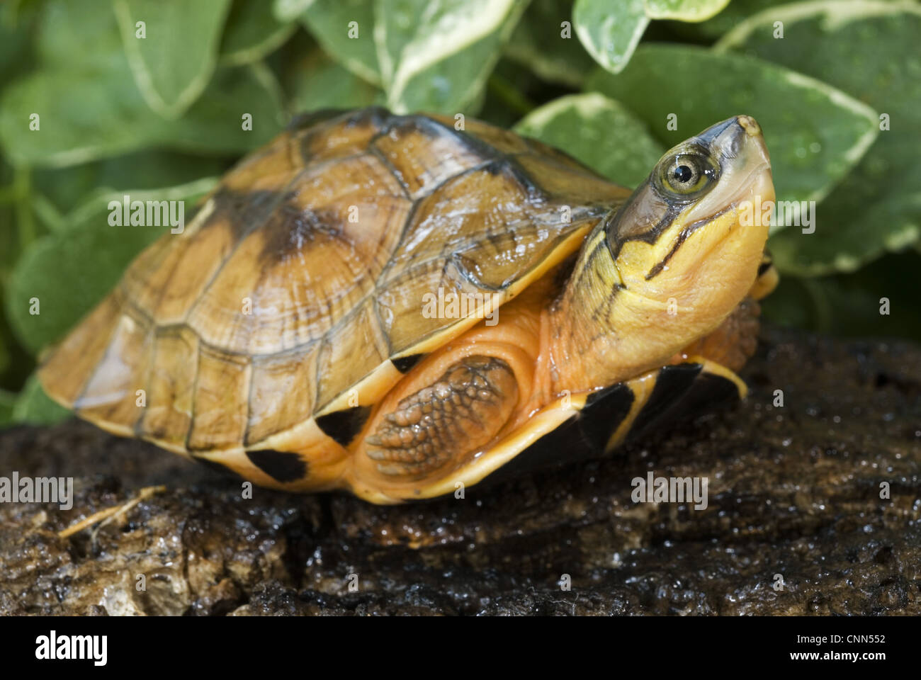 Chinese Three-striped Box Turtle (Cuora trifasciata) young, resting on log (captive) Stock Photo