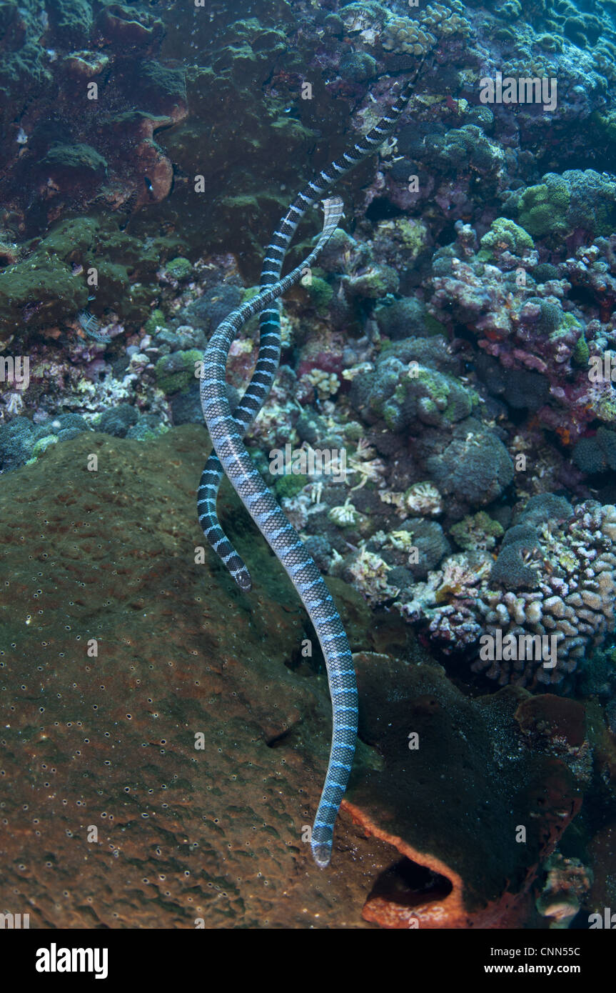 Banded Sea Krait (Laticauda colubrina) adult pair, swimming in reef, Gunung Api, Banda Sea, Indonesia Stock Photo