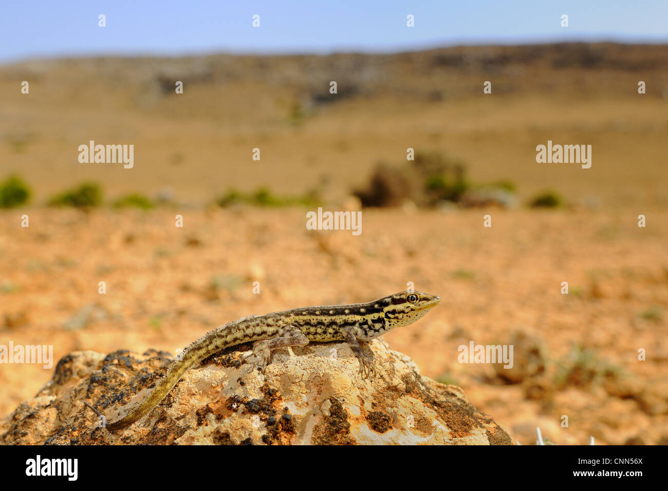 Socotra Rock Gecko (Pristurus sokotranus) adult, resting on rock in desert habitat, Socotra, Yemen, march Stock Photo