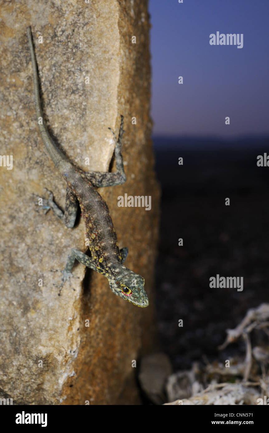 Haggier Massif Rock Gecko (Pristurus insignoides) adult, on rock in desert at night, Socotra, Yemen, march Stock Photo