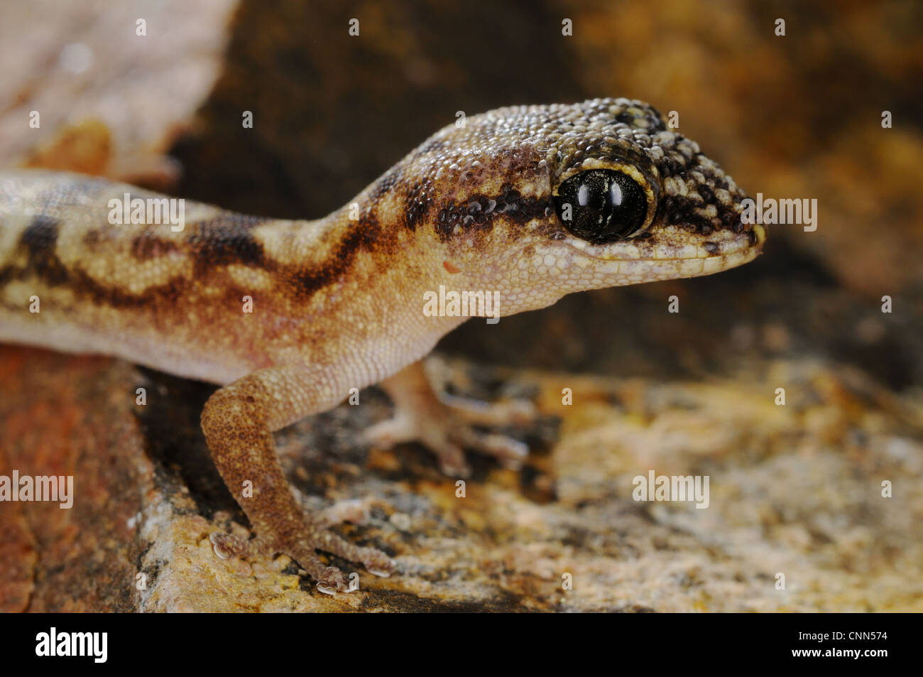 Socotran Gecko (Haemodracon trachyrhinus) adult, close-up of head and front legs, Socotra, Yemen, march Stock Photo
