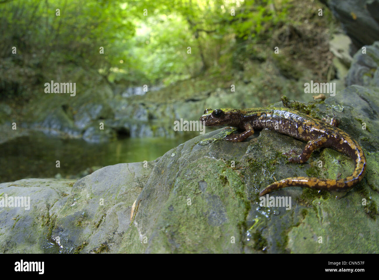 Strinati's Cave Salamander Speleomantes strinatii adult female active outside during humid day near stream habitat Busalla Stock Photo