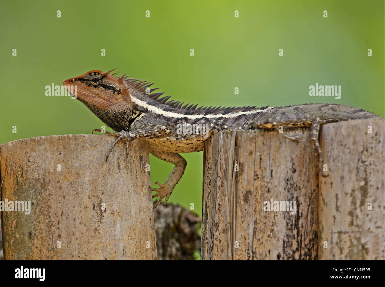 Forest Crested Agama (Calotes emma) adult male, resting on fence, Kaeng Krachan N.P., Thailand, february Stock Photo