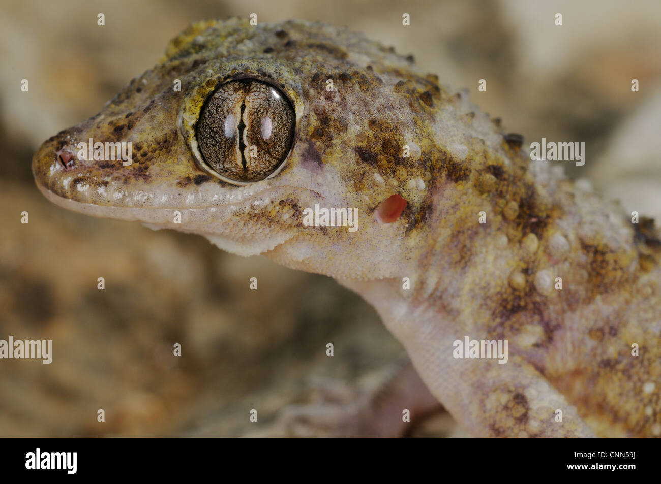 Socotran Leaf-toed Gecko (Hemidactylus inintellectus) adult, close-up of head, Socotra, Yemen, march Stock Photo