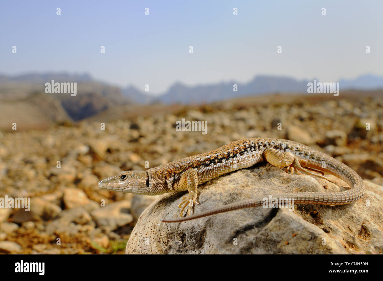 Socotran Wall Lizard (Mesalina balfouri) adult, resting on rock in desert habitat, Socotra, Yemen, march Stock Photo