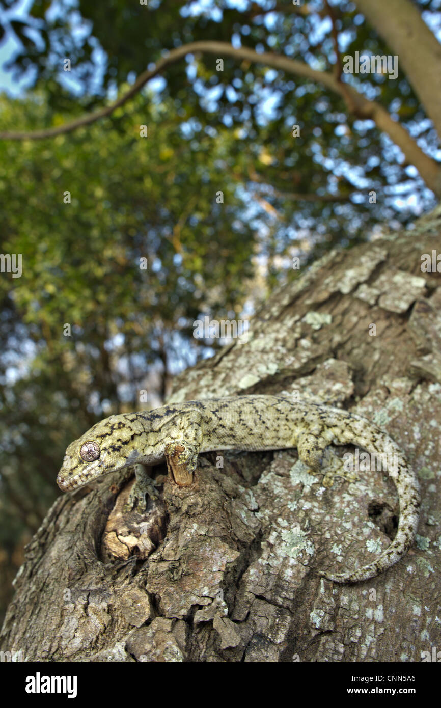 Wahlberg's Velvet Gecko (Homopholis wahlbergii) adult, climbing on tree trunk, South Africa Stock Photo