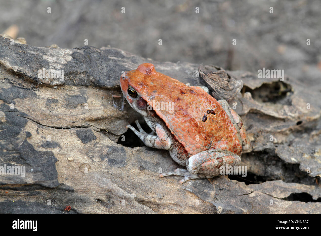 African Red Toad High Resolution Stock Photography and Images - Alamy