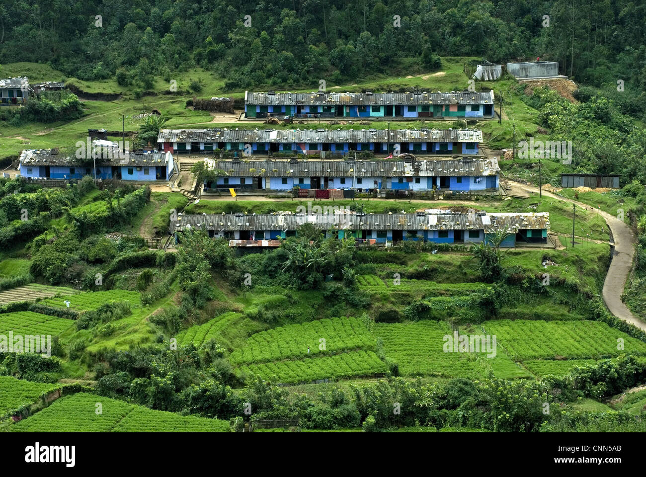 View of tea plantation workers housing on hillside, Munnar, Western Ghats, Kerala, India Stock Photo