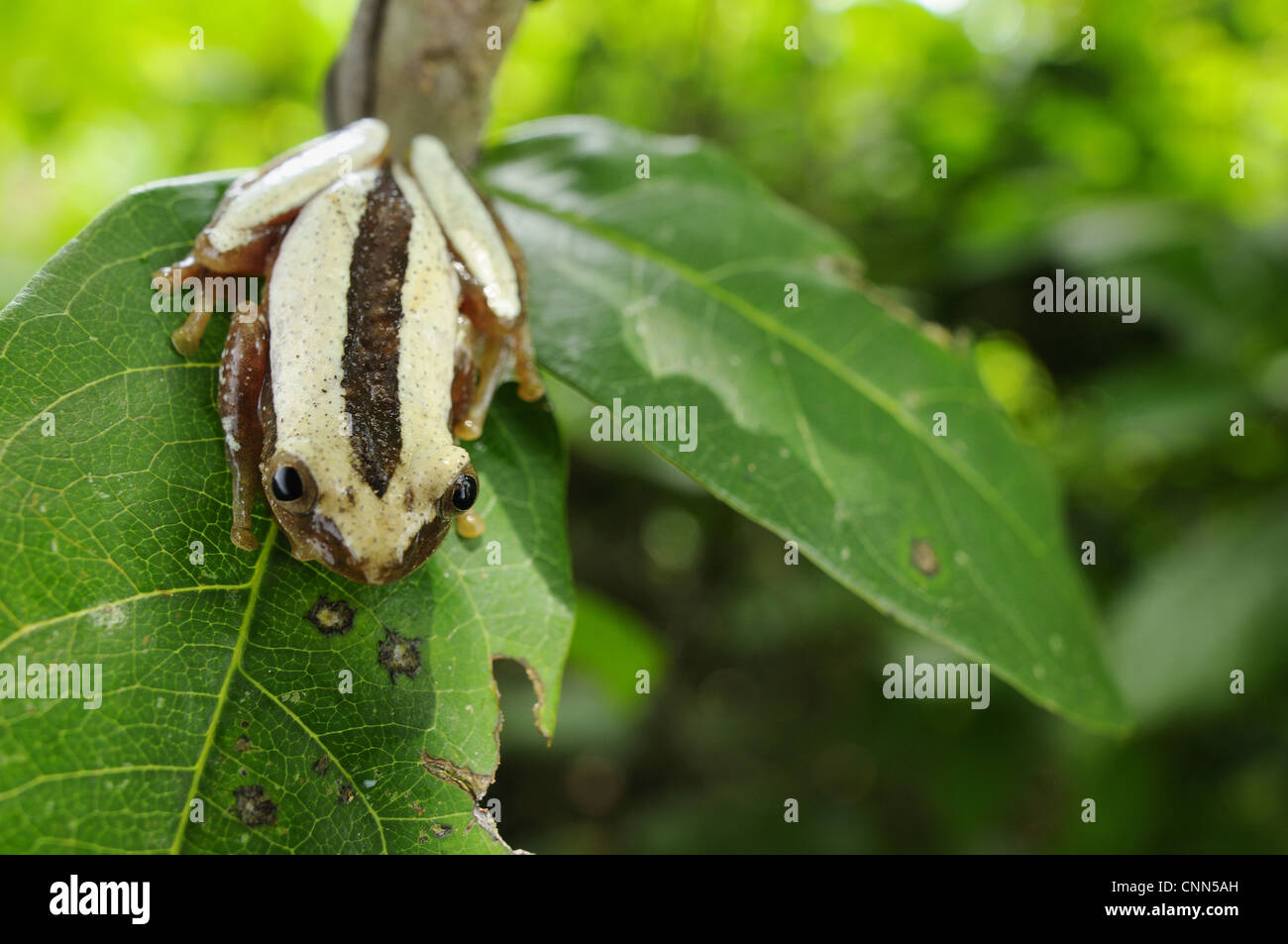 Fornasini's Spiny Reed Frog (Afrixalus fornasini) adult, sitting on leaf, Tanzania Stock Photo