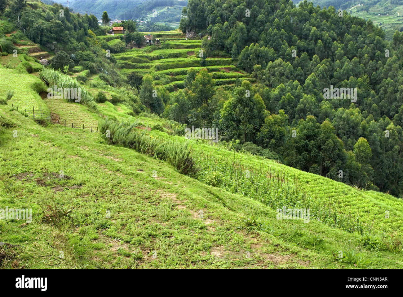 View of terraced cultivation and woodland on hillside, Vattavada, Western Ghats, Kerala, India Stock Photo