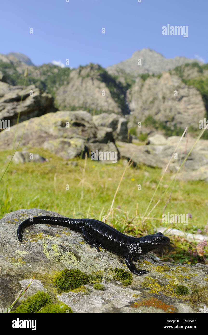 Lanza's Alpine Salamander (Salamandra lanzai) adult, on rock in