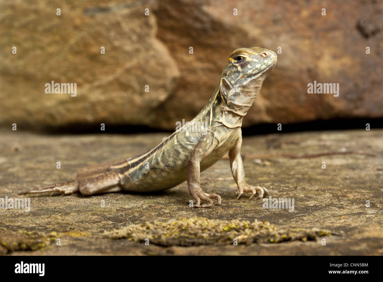 Chinese Butterfly Lizard (Leiolepis reevesii) adult, standing on rock (captive) Stock Photo
