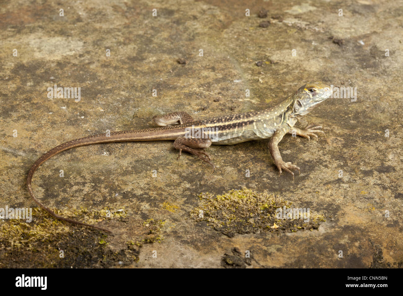 Chinese Butterfly Lizard (Leiolepis reevesii) adult, standing on rock (captive) Stock Photo